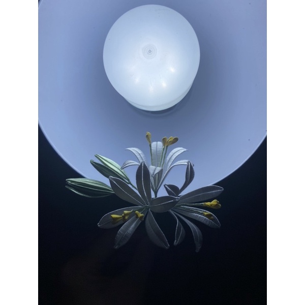 Lily-Định Ước