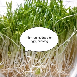500gr hạt mầm rau muống Thái Lan/Indo giòn ngọt, dễ trồng