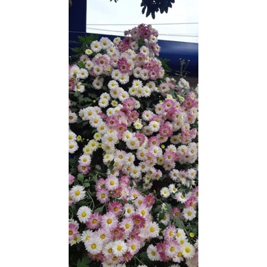 Combo 8c cúc 8 loại