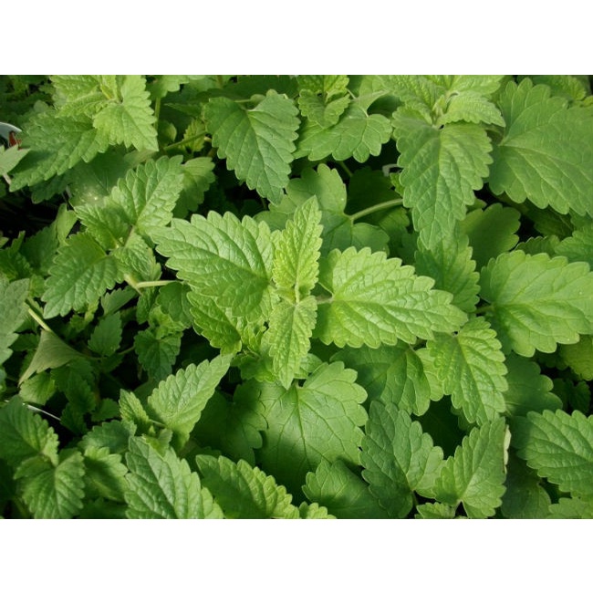 Hạt Giống Bạc Hà Mèo Catnip  - tặng kèm thuốc kích mầm
