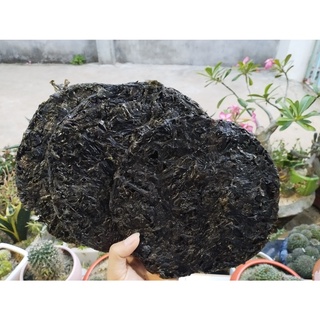 RONG MỨT (Rong biển đen)-  Rong khô hoàn toàn Tự Nhiên 100% - Chuyên dùng nấu canh, rang cháy tỏi,..- LÝ SƠN MART