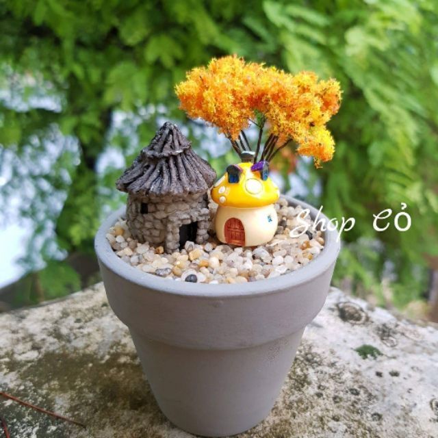 Cây mini trang trí tiểu cảnh terrarium. Cây thông, cây dừa, cây cảnh...