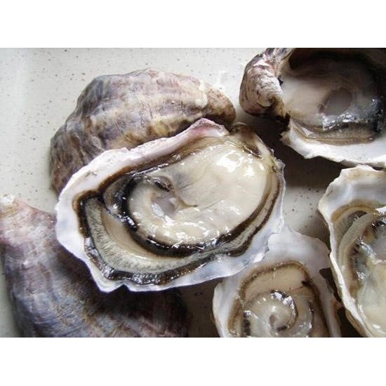 Tinh Chất Hàu New Zealand Good Health Oyster Plus [GIÁ SỐC] Tăng Cường Sinh Lý Nam Giới (Chính Hãng Từ Úc)