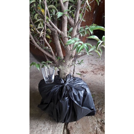 Mai chiếu thủy siêu hoa cao 60cm