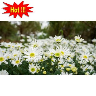 Hạt Giống Hoa Cúc Họa Mi Trắng