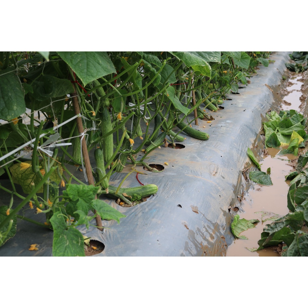 Hạt giống Dưa Nếp Lai F1  10 gam