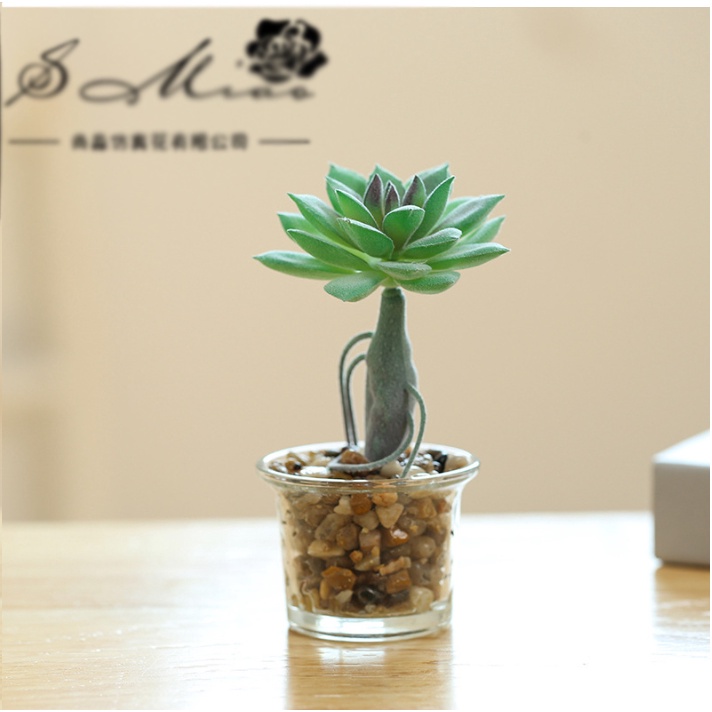 Chậu sen đá để bàn trang trí siêu xinh,decor không gian, gồm chậu thủy tinh + cây, cao 23cm