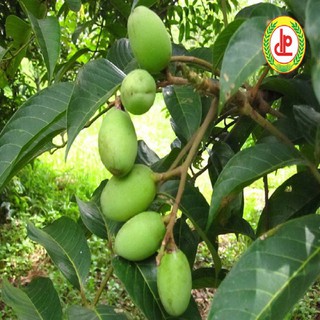 Cây trám trắng ghép cam kết giống chuẩn