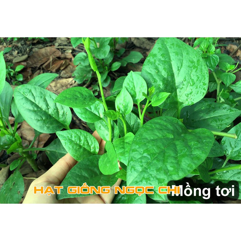 Hạt Giống Rau Mồng Tơi Cao Sản - 20Gr