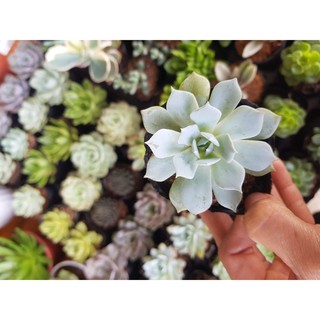 Sen đá ngọc trinh, tuyết trinh (Đọc mô tả)