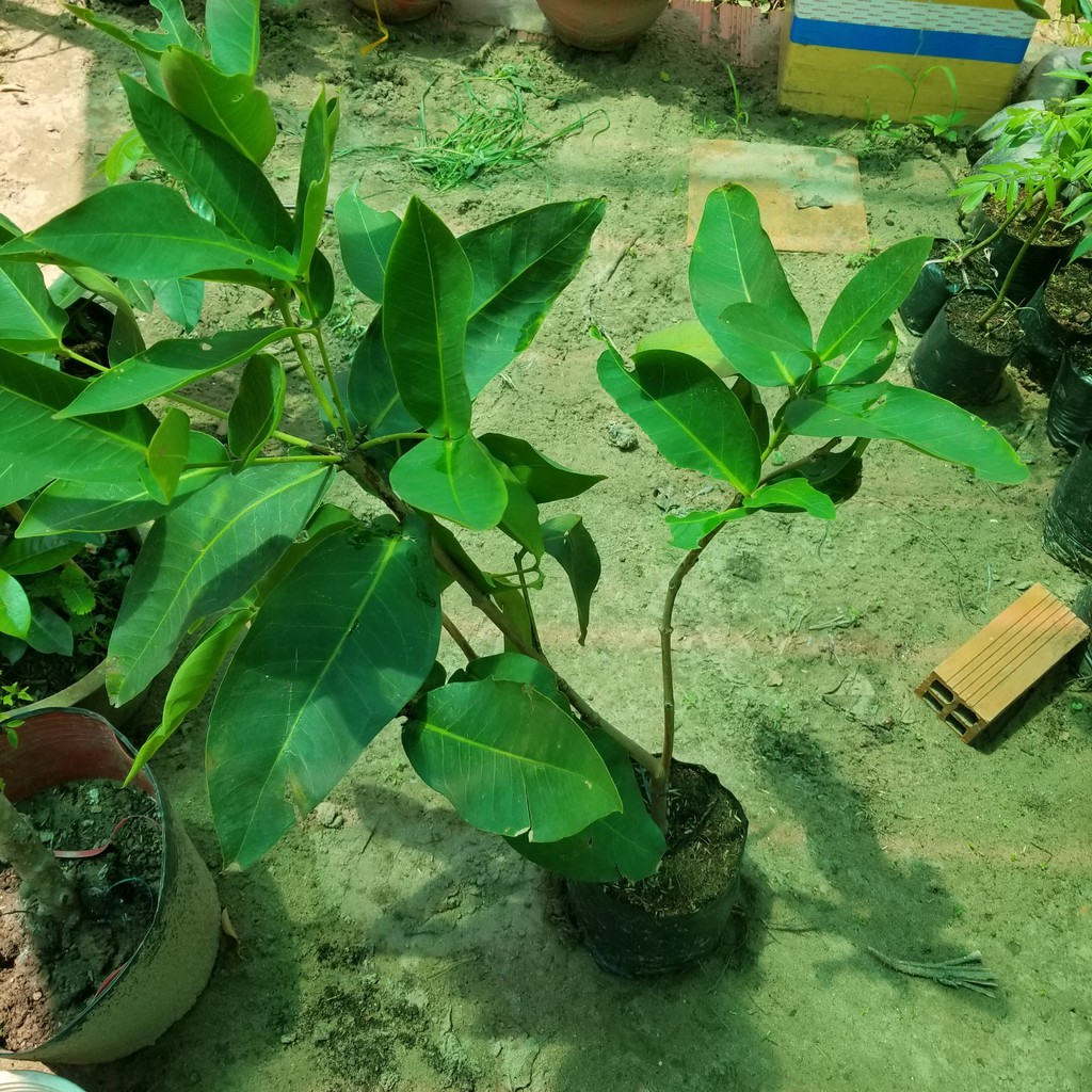 Cây Giống Mận Xanh Đường _Roi Xanh Đường loại trái to__cao 80-100cm khỏe đẹp