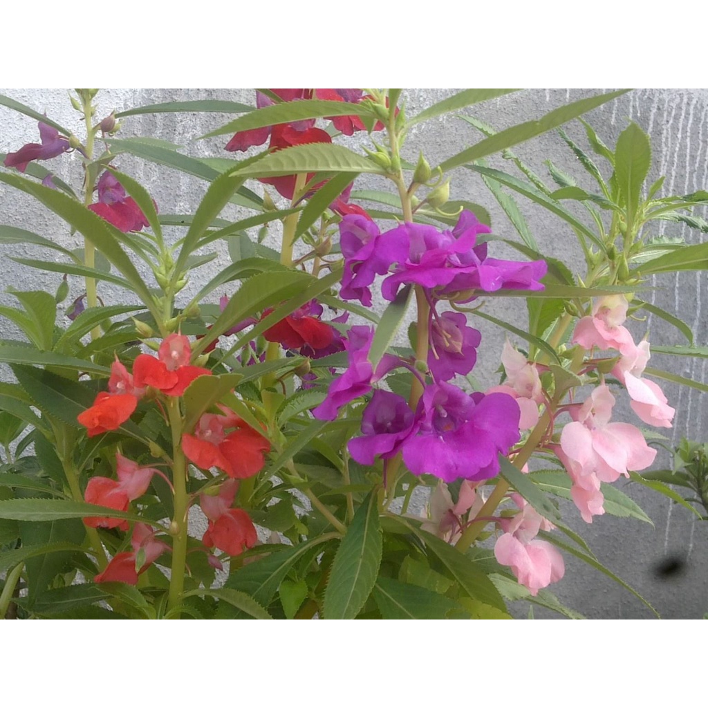 Hạt giống hoa Trà Phụng Tiên F1 dễ trồng tỉ lệ nảy mầm cao hoa mix màu