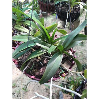 Hoa lan Giáng hương quế nâu