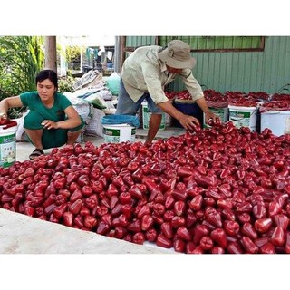Mận An Phước (roi đỏ)