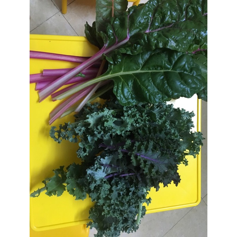 Hạt giống cải kale tím Scarlet F1 mỹ