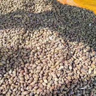 Hạt đười ươi 300g