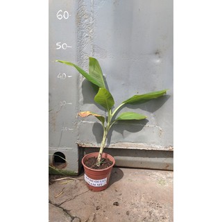 Chuối già Nam Mỹ