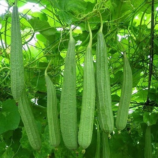 Hạt Giống Mướp Khía (10 hạt)