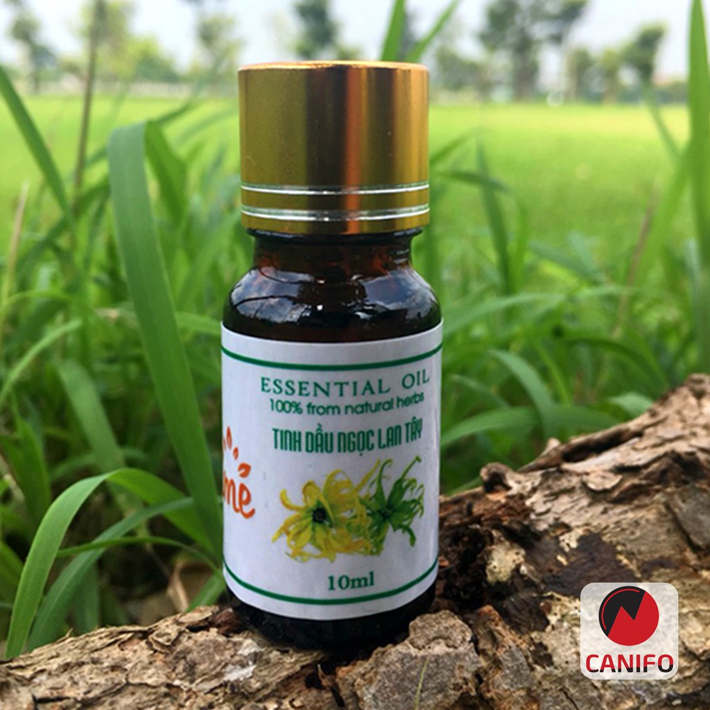 Tinh dầu ngọc lan tây Canifo 10ml nguyên chất - Tinh dầu Ylang Ylang, Hoa ngọc lan tây quyến rũ, Thơm nức phòng