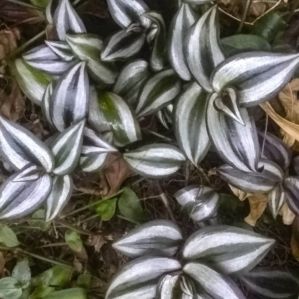 Cây Tradescantia zebrina ‘Silver Plus’  chậu treo bí ngô 10cm