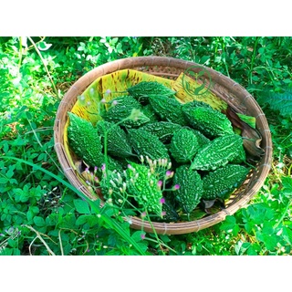 Trà Khổ Qua Khô (Mướp Đắng) - Hàng Chọn, Ngon