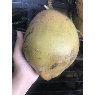 (Hoả tốc) DỪA XIÊM - DỪA TA Bến Tre.