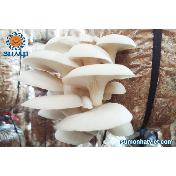 5 phôi bào ngư trắng + 5 phôi bào ngư nâu - Phôi nấm trông tại nhà