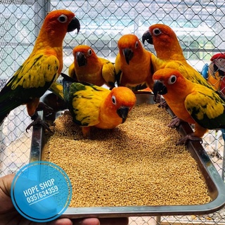 1kg Hạt Kê vàng cho Hamster, Chim, Vẹt, Yến Phụng....