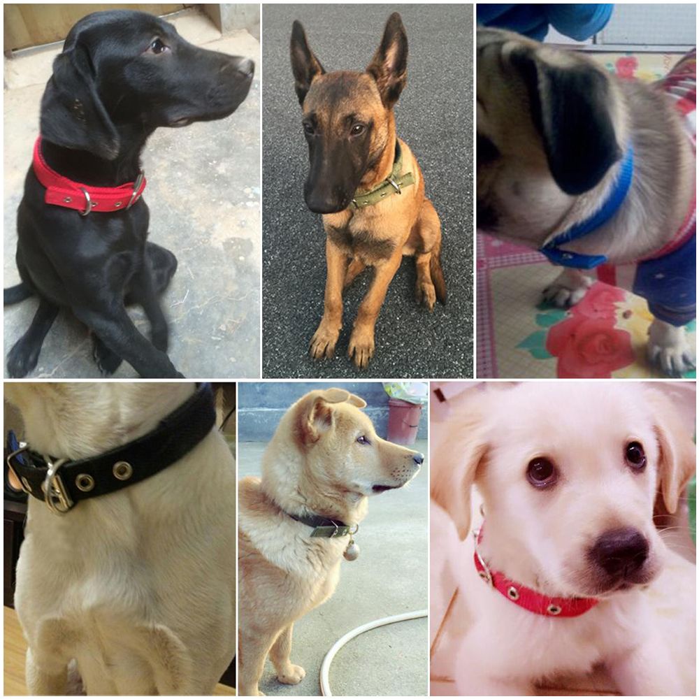 Vòng Cổ Bằng Vải Nylon Và Cotton Hai Lớp Thoải Mái An Toàn Cho Thú Cưng