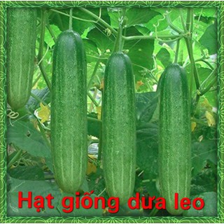 Hạt Giống Dưa Leo