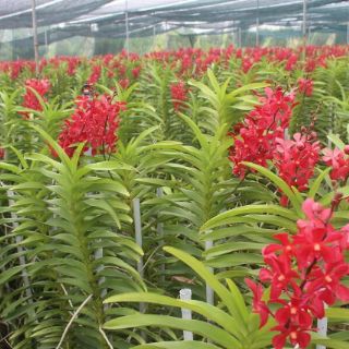 (Mua 10 tặng 1) Combo 10 cây lan Mokara giống