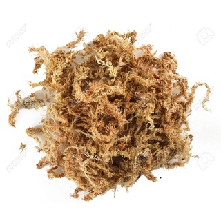 Dớn mềm làm chất trồng cây bắt mồi, gieo hạt cây bẫy kẹp, gieo hạt cây nắp ấm, cây gọng vó và lan hồ điệp