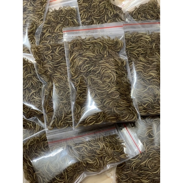 Sâu rang cho hamster