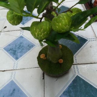 Cây mãng cầu mini trang trí