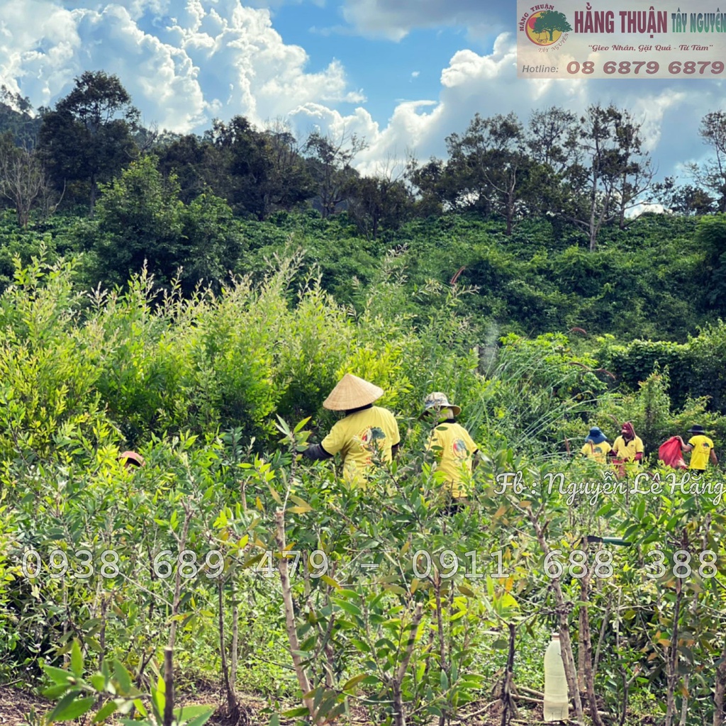 Tinh Dầu Tràm Nguyên Chất Hằng Thuận Tây Nguyên