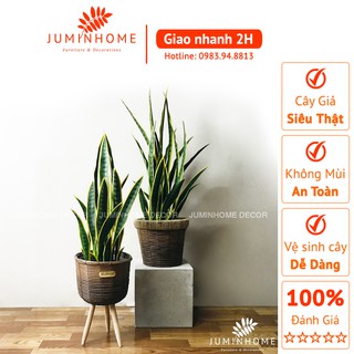 Cây Lưỡi hổ - Cây giả Decor trang trí nhà cửa nội thất phòng khách, phòng ngủ