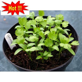 Hạt giống ngò rí (rau mùi) 20g