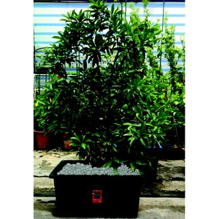 Khay trồng rau Aquaponics 70 lít