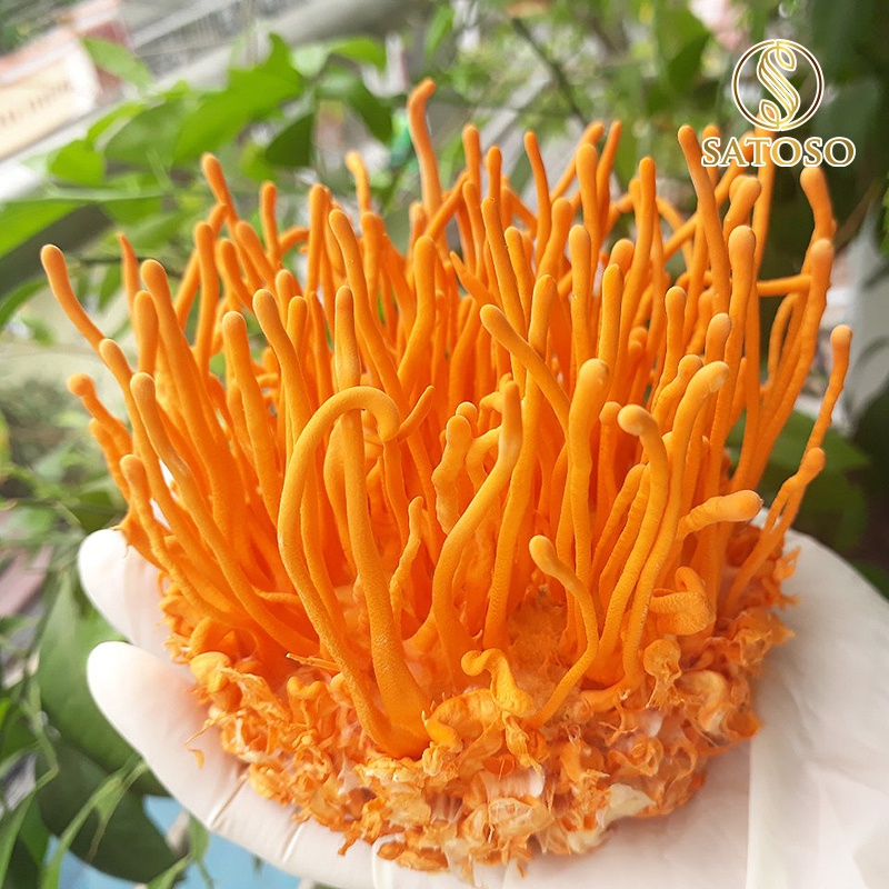 Combo 5 đế đông trùng hạ thảo đế sinh khối tươi thượng hạng ( Tặng 01 đế ) SATOSO SA016