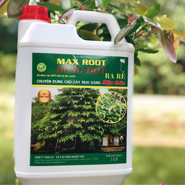 BUNG ĐỌT RA RỄ MAI VÀNG - CAN 5L