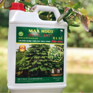 Bung đọt ra rễ mai vàng - can 5l