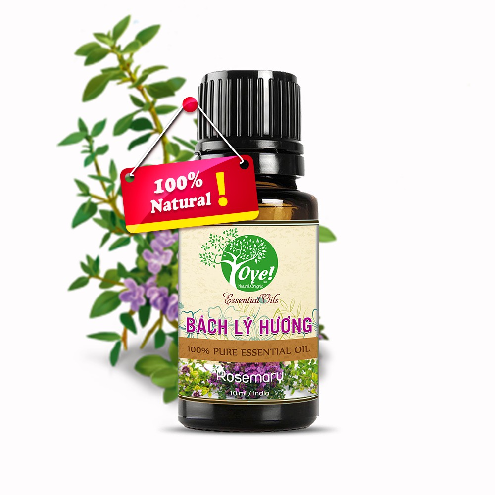 Tinh Dầu Bách Lý Hương 10ml Nguyên Chất Thanh lọc không khí khử mùi hôi giấc ngủ ngon hơn