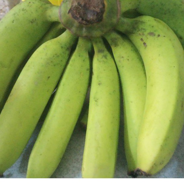 Chuối già xanh/chuối xiêm