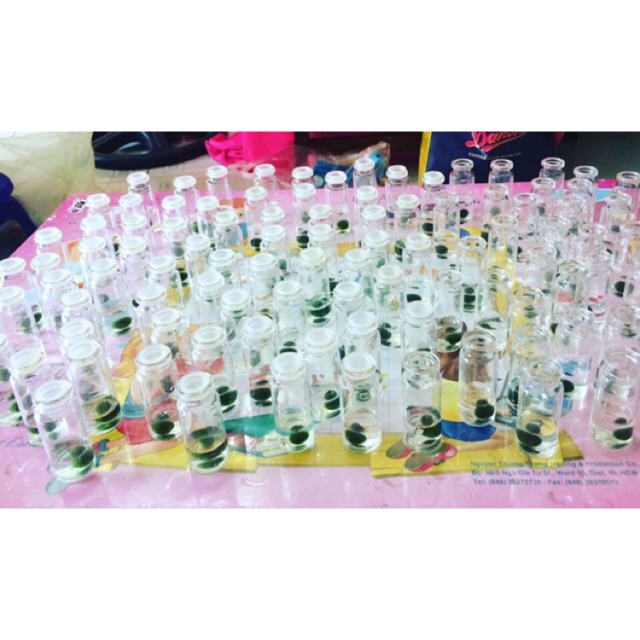 Tảo Cầu Marimo Nhật Bản
