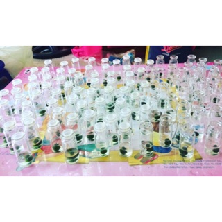 Tảo Cầu Marimo Nhật Bản