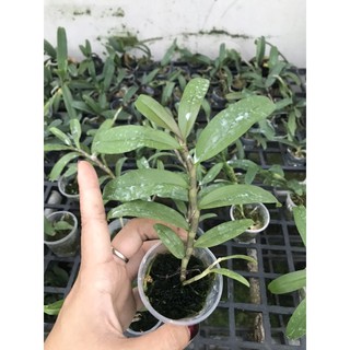 Phi Điệp Gieo Hạt (di linh, tali, phú thọ)