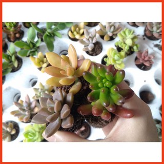 SEN ĐÁ ĐÀ LẠT RANDOM SIZE BÉ 🌇 (1 cây, mua nhiều chọn khác loại tối đa 4) ❤️ HƯ 1 ĐỔI 1