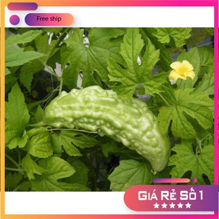 HẠT GIỐNG MƯỚP ĐẮNG - 2gr LUCKY.VN