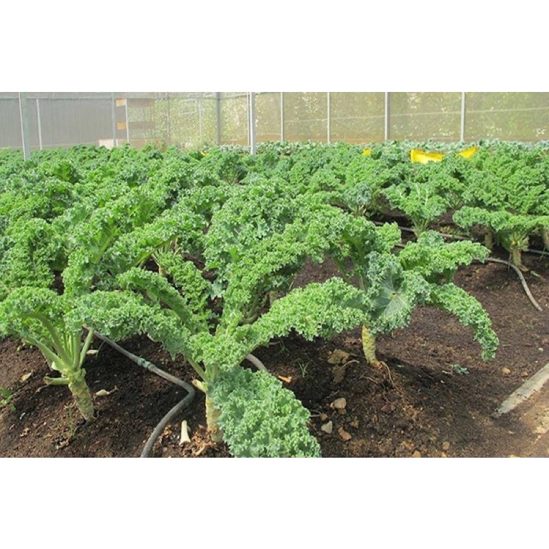 Hạt giống cải xoăn kale xanh cao sản F1