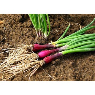 Hạt giống hành lá (hành hoa) gốc tím - rau củ quả trồng chậu, sân vườn ban công ngon giòn ngọt nảy mầm cao 2gr RADO 938